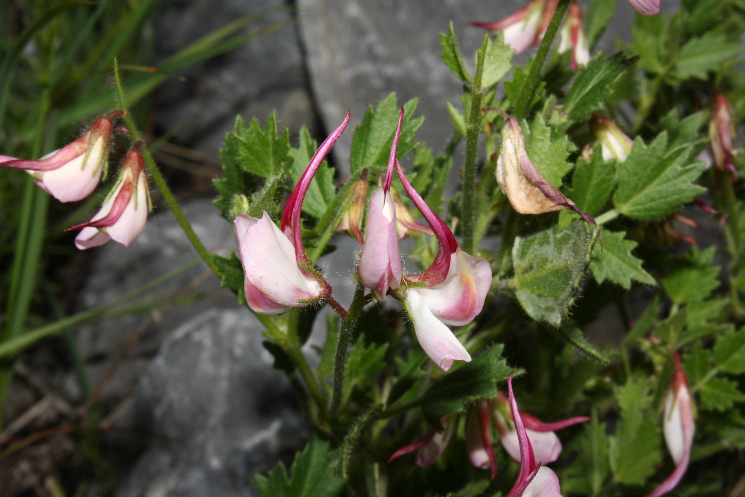 Lusus di Ononis rotundifolia